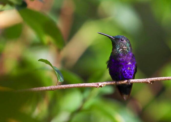 Ein besonderer Anblick für Ornithologen ist die Schwalbennymphe in Guyana