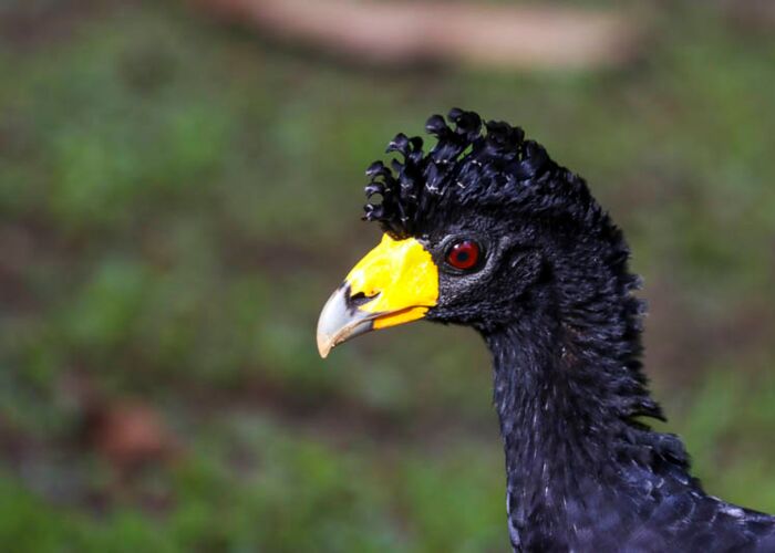Die Curassow Vögel (dt. echter Hokko) fallen mit ihren Kämmen auf und erreichen fast die Gänsegröße