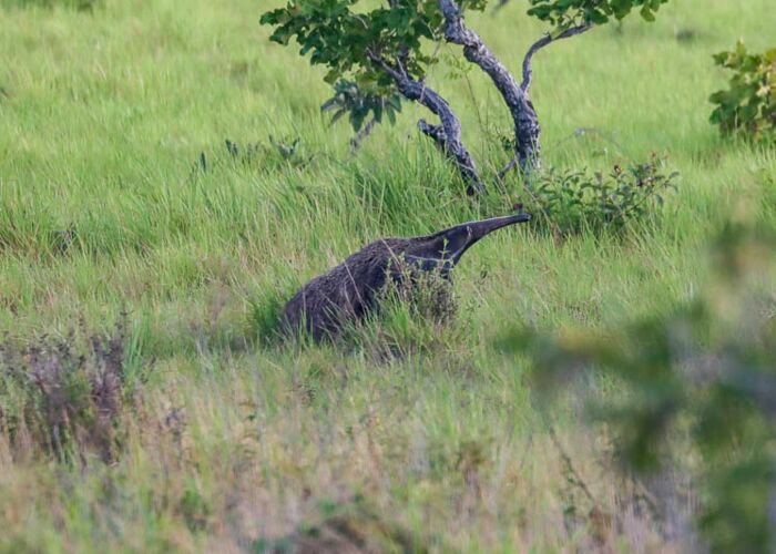 In Guyana und Suriname kann man den Riesenameisenbär entdecken
