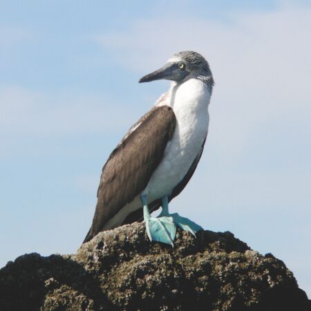 Auf der Schiffreise durch die Galapagos-Inseln beobachten wir Blaufußtölpel