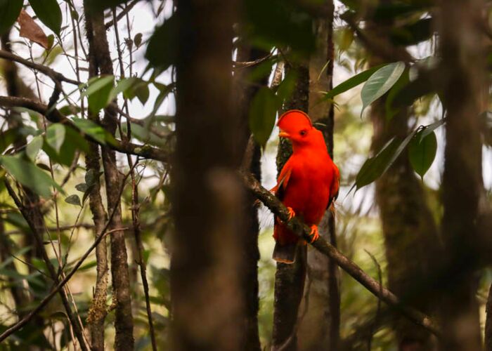 Das Felsenhan Männchen sticht durch seine leuchtend orange Farbe hervor