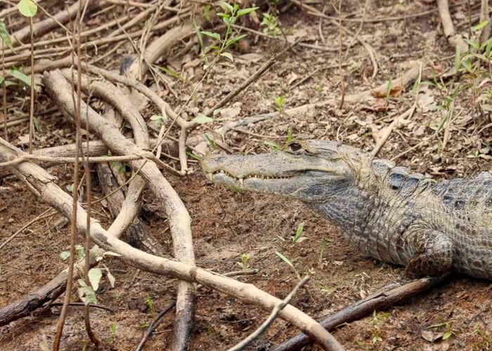 Bei den zahlreichen Tierbeobachtungen entdecken wir große Kaimane