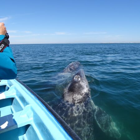 Vor San Ignacio gibt es zahlreiche Walbeobachtungsmöglichkeiten