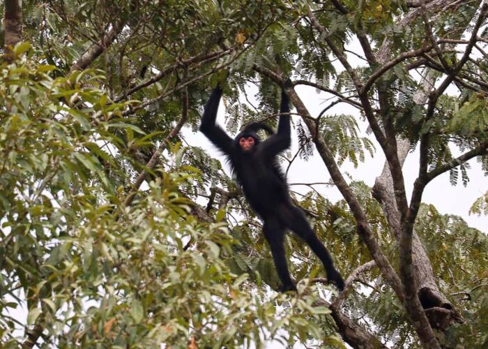 Zahlreiche Affenarten leben in den Regenwälder Surinams und Guyanas
